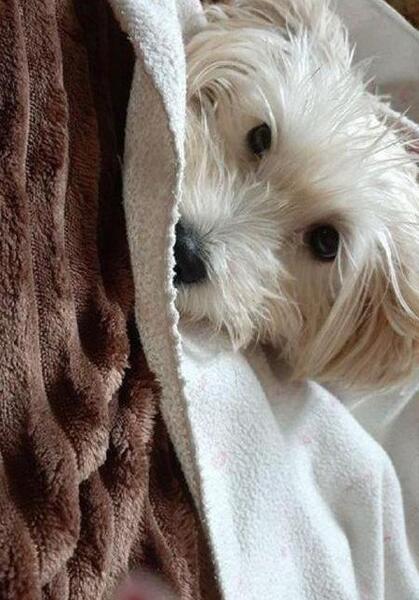 عکس فیک حیوانات