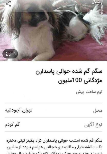عکس فیک سگ