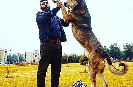 عکس مهران کردی بابل