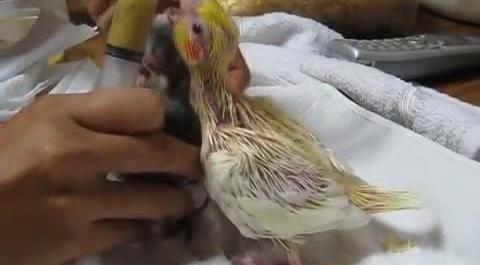 عکس بچه طوطی عروس