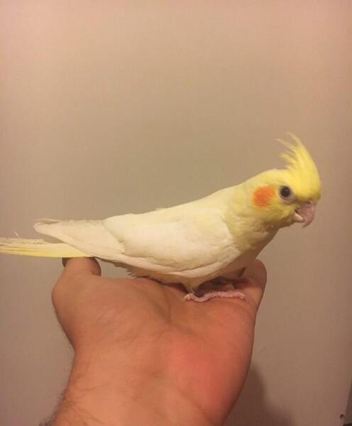 عکس بچه طوطی عروس