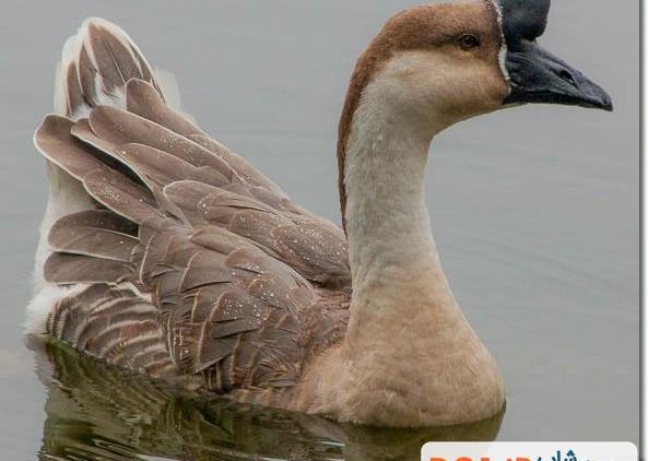 عکس بچه غاز اکراینی