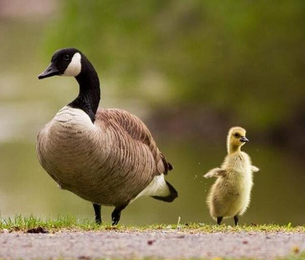 عکس بچه غاز اکراینی