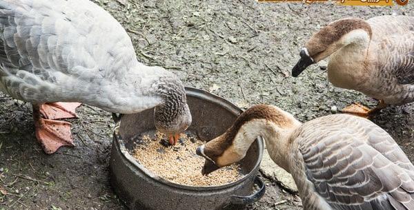 عکس بچه غاز اکراینی