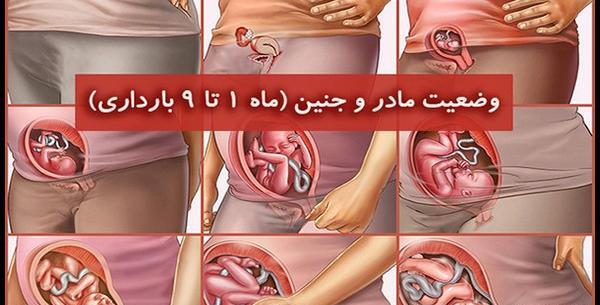 عکس بارداری ماه به ماه