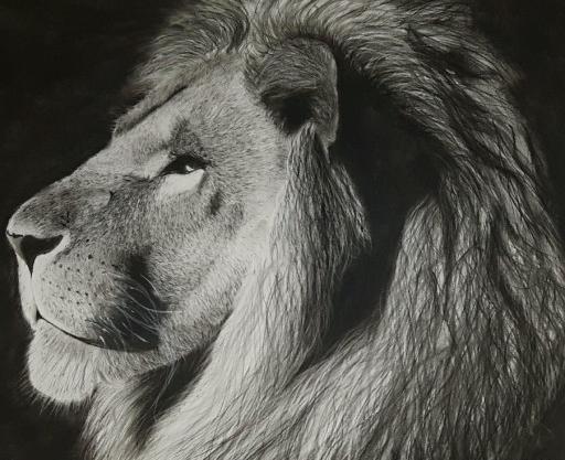 پرتره عکس شیر