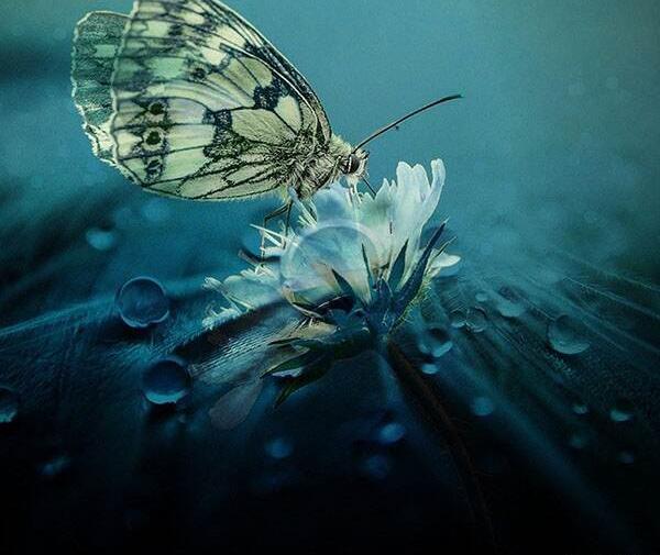 عکس و نوشته پروانه