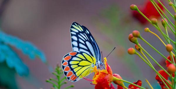 عکس نوشته های پروانه