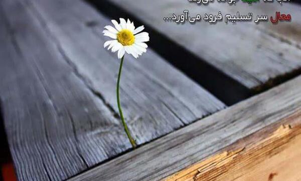 عکس نوشته امید ب آینده