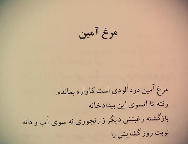 عکس نوشته مرغ امین شهرزاد