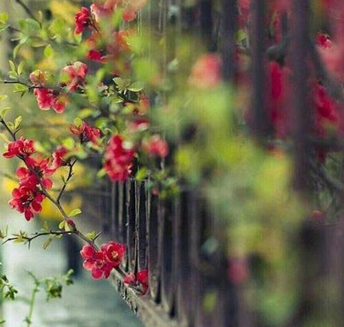 عکس نوشته بهار نزدیک است