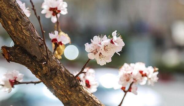 عکس نوشته صدای پای بهار