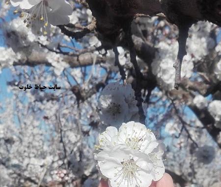 عکس نوشته بهار دلگیر