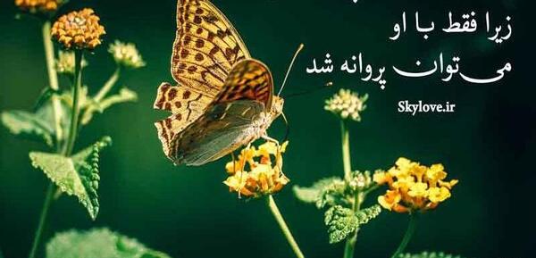 عکس نوشته پروانه باش
