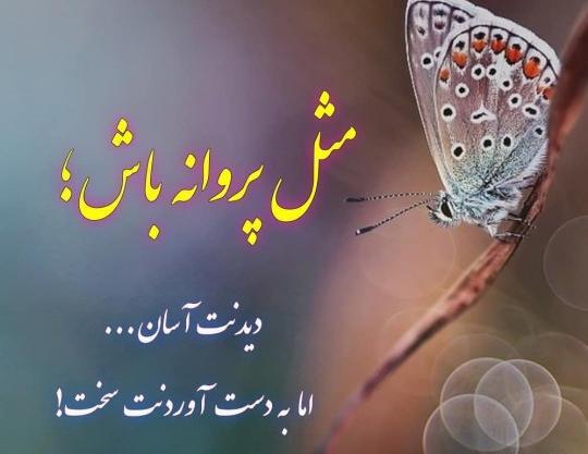 عکس نوشته پروانه باش