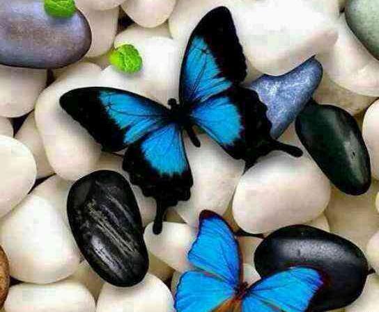 عکس نوشته پروانه های زیبا