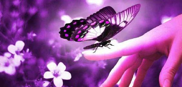 عکس نوشته پروانه های زیبا