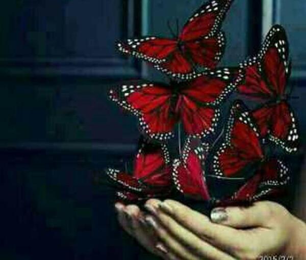 عکس نوشته پروانه های زیبا