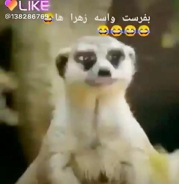 عکس نوشته طنز اسم زهرا