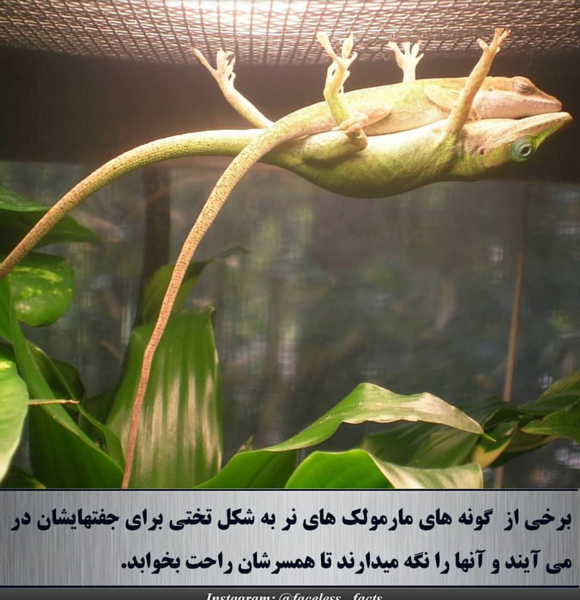 عکس نوشته زیبا نی نی سایت