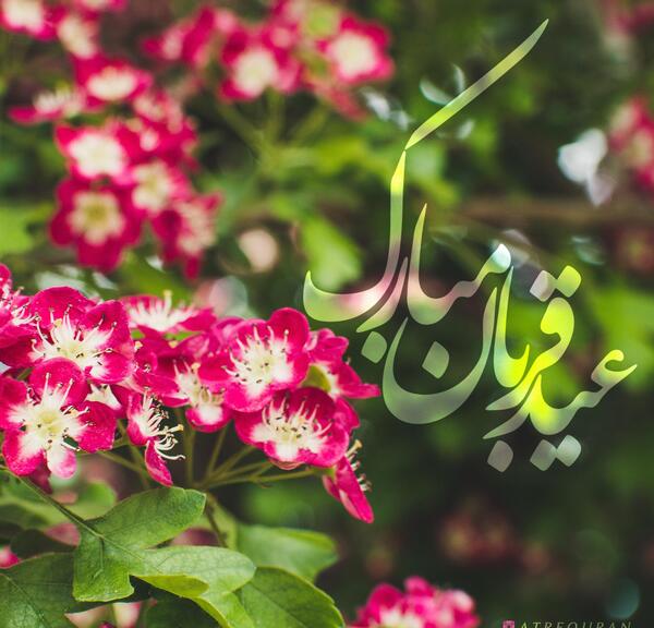 عکس نوشته عید سعید قربان مبارک باد