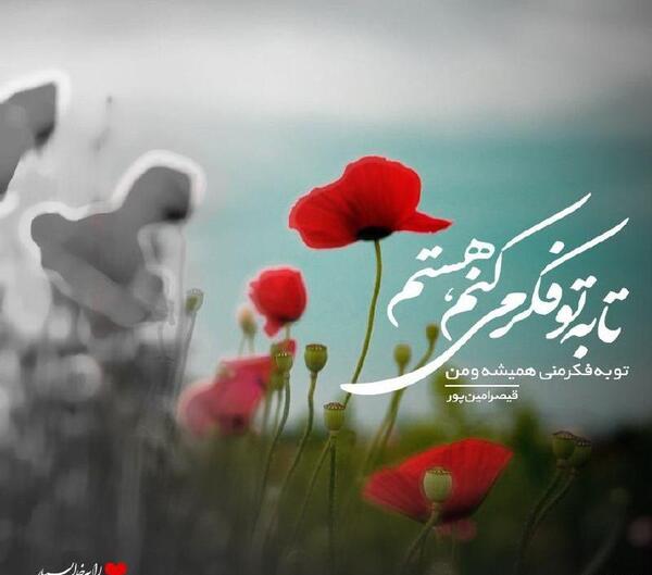 عکس نوشته تا شقایق هست زندگی باید کرد