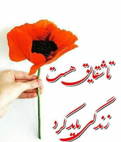 عکس نوشته تا شقایق هست زندگی باید کرد