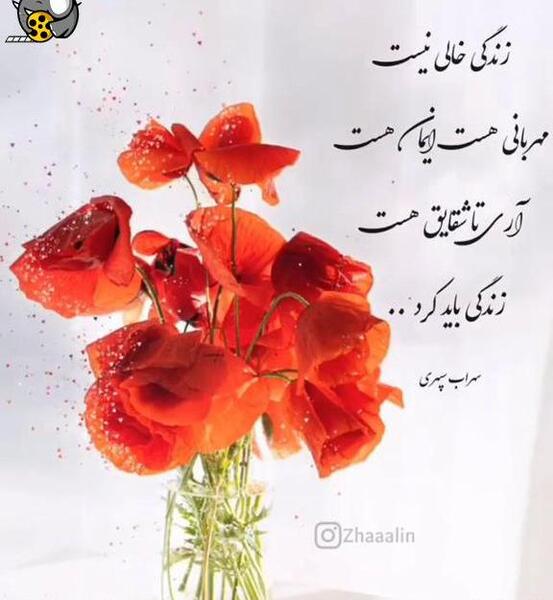 عکس نوشته تا شقایق هست زندگی باید کرد