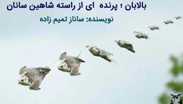 عکس نوشته شاهین پرنده