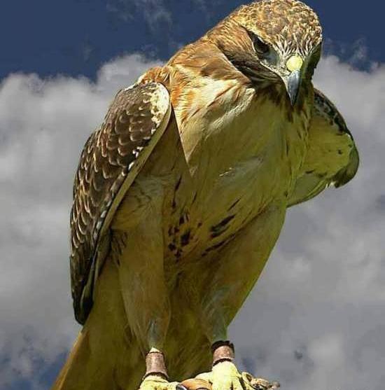 عکس نوشته شاهین پرنده