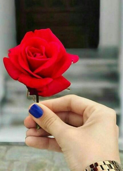 عکس نوشته وقتی گلی را دوست دارید