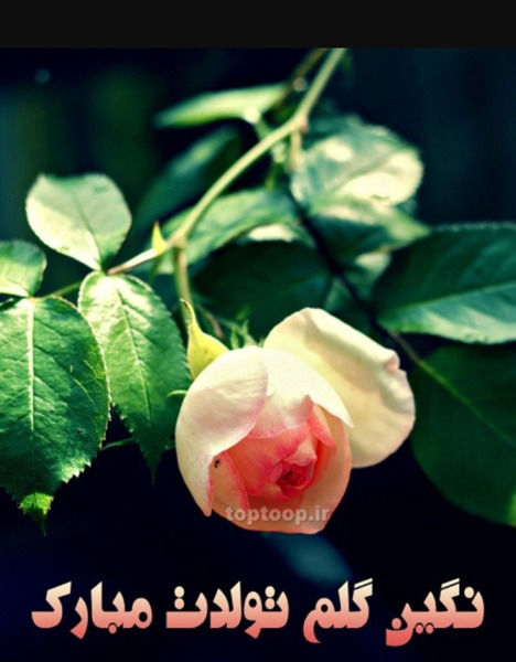 عکس نوشته نگین جون تولدت مبارک