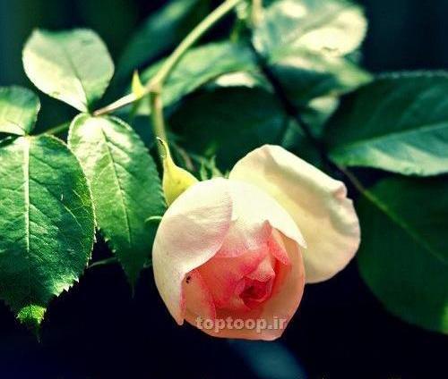 عکس نوشته ابجی نگین