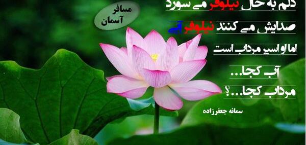 عکس نوشته نیلوفر مرداب