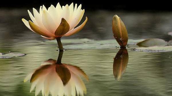 عکس نوشته نیلوفر مرداب