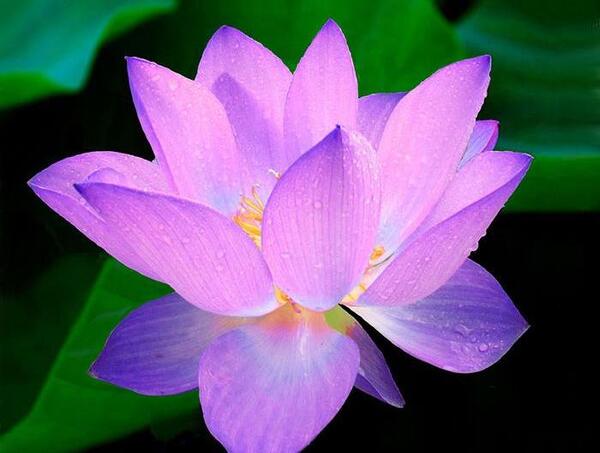 عکس نوشته نیلوفر ابی