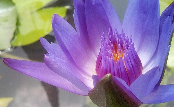 عکس نوشته نیلوفر ابی