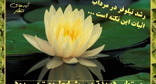 عکس نوشته نیلوفر ابی