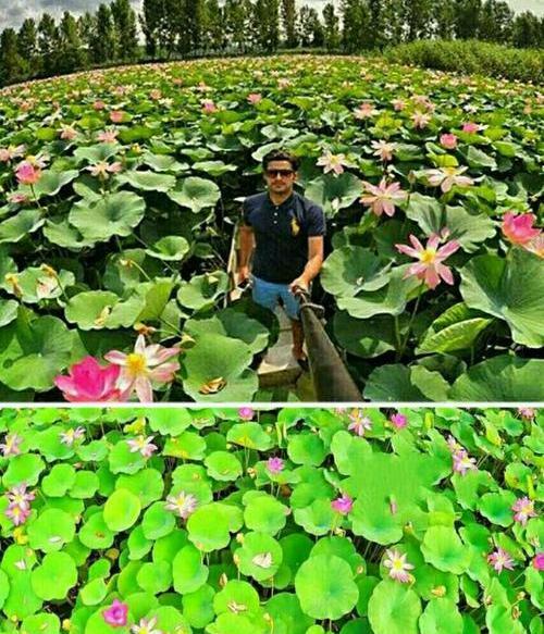 عکس نوشته نیلوفر ابی