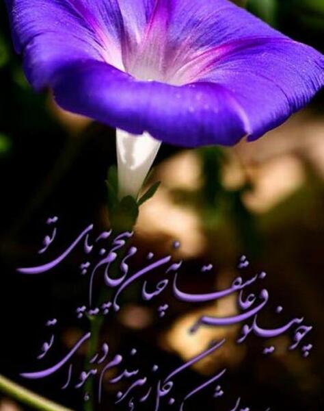 عکس گل نیلوفر با نوشته