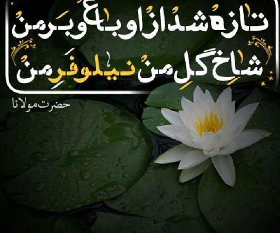 عکس نوشته درباره گل نیلوفر