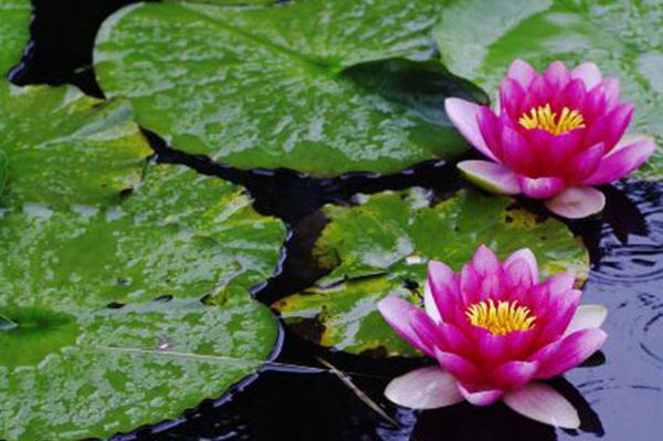 عکس نوشته درباره گل نیلوفر
