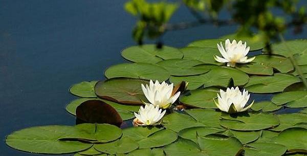 عکس نوشته درباره گل نیلوفر