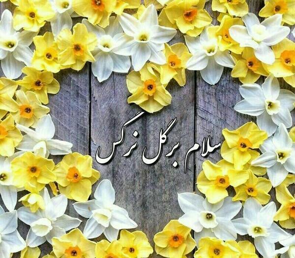 عکس نوشته سلام گل نرگس