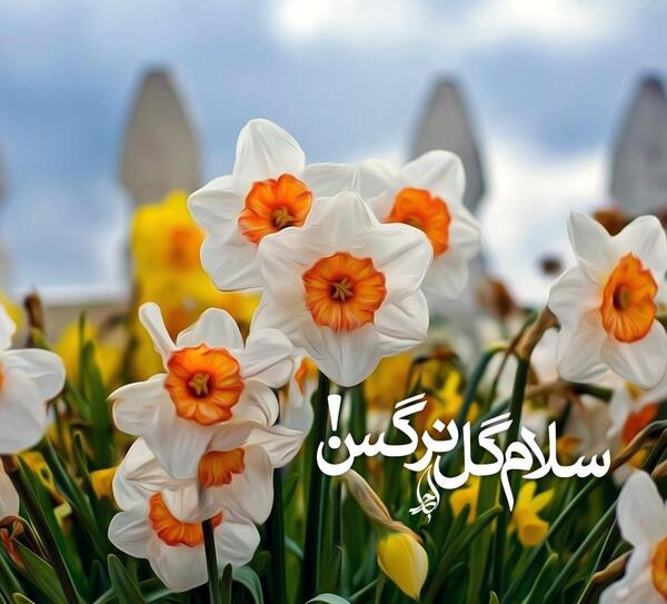 عکس نوشته سلام گل نرگس