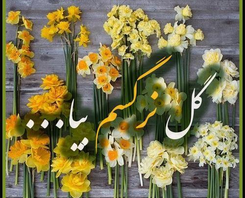 عکس نوشته سلام گل نرگس