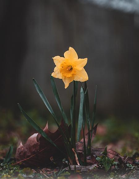 عکس نوشته درباره گل نرگس