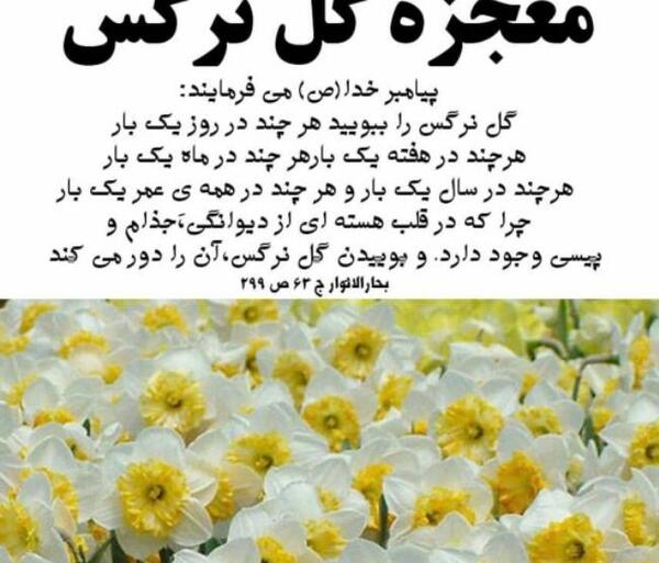 عکس نوشته درباره گل نرگس