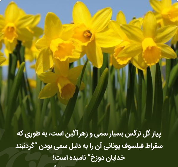 عکس نوشته درباره گل نرگس