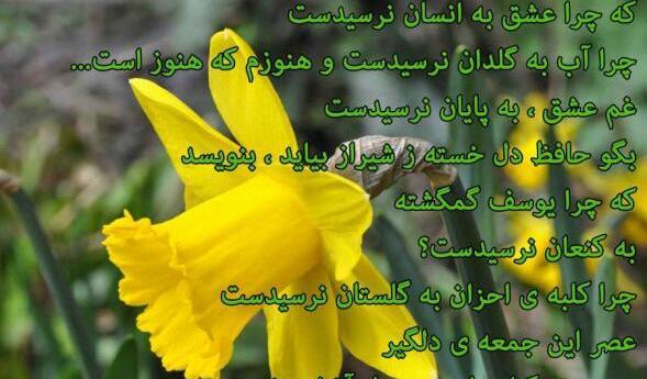 عکس نوشته درباره گل نرگس